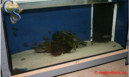Zuchtraum 06.2010